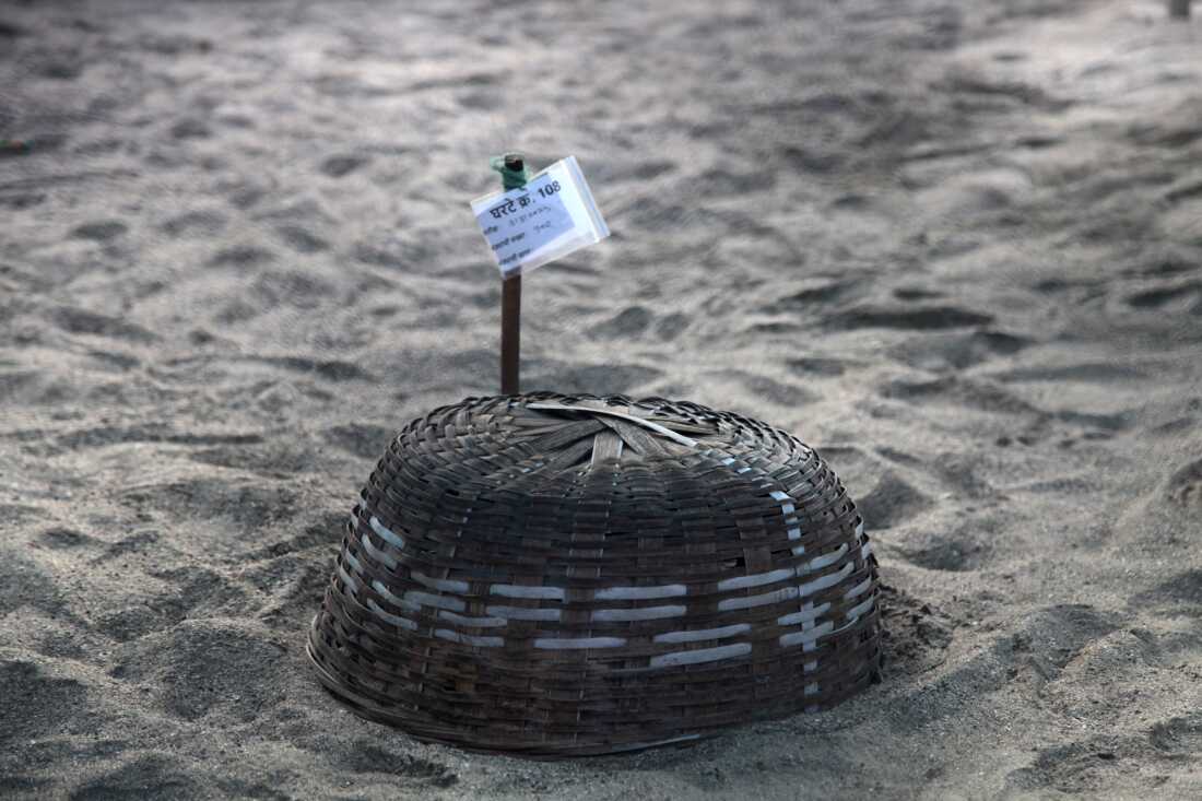 A basket covers an olive ridley nest to help protect the turtles from predators.