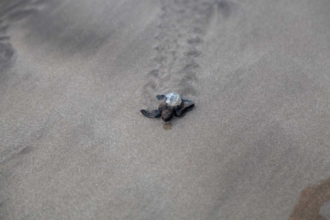 A sea turtle travels along the beach.