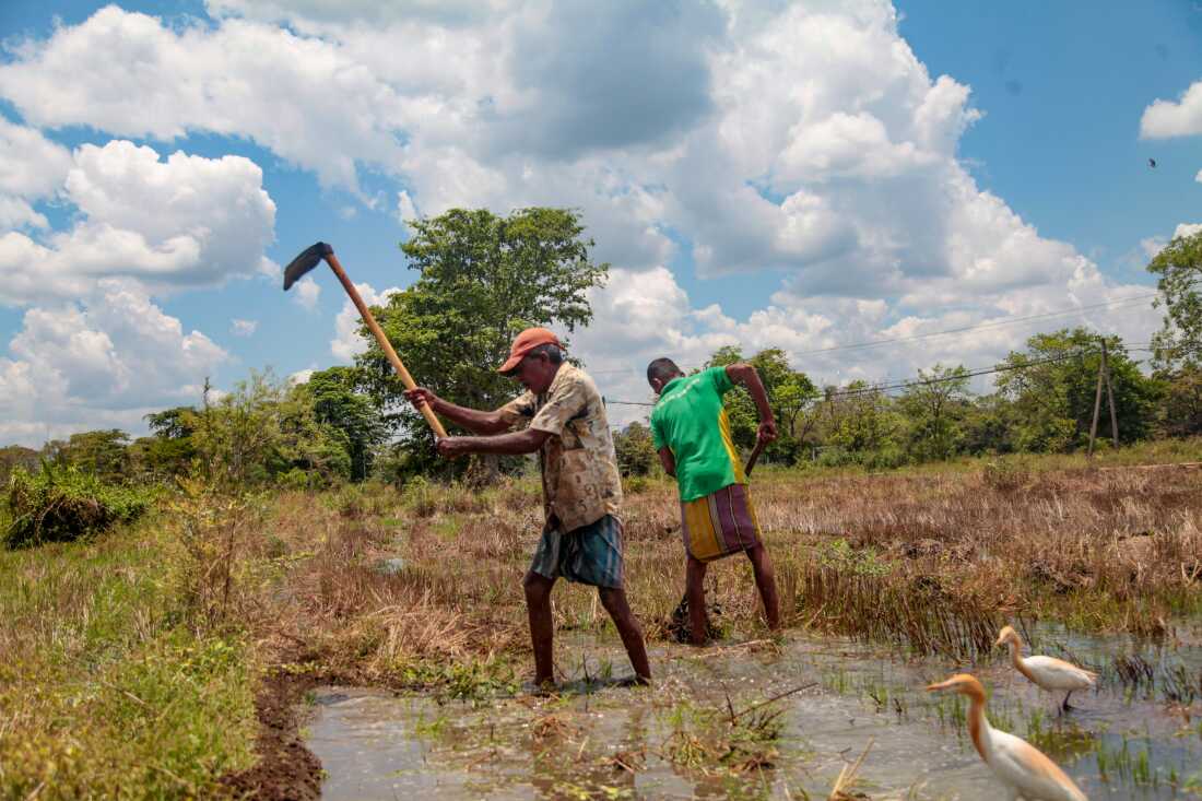 Farmers plough a rice paddy field in the central Sri Lankan district of Matale, where elephant raids are a serious problem. Conflict between farmers and elephants has grown increasingly deadly in Sri Lanka. Most of the island’s 7,400 elephants freely roam across the country — but governments have transformed traditional elephant grazing areas to farmlands. Elephants have both lost grazing grounds — and they’re attracted to crops. Farmers are being killed as they try protect their fields; elephants are being killed by gunshot, electrocution and by bombs concealed in food that shatter elephants’ mouths and cause them to die, painfully, of starvation.