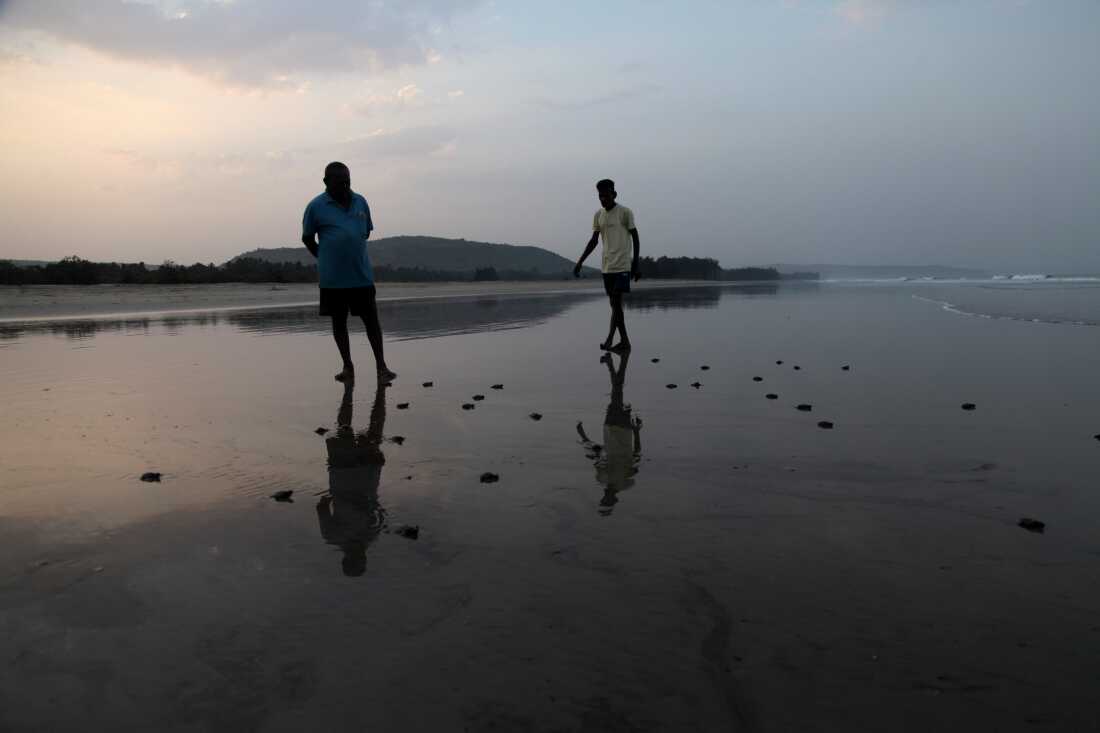 Volunteers check that all turtle hatchlings have entered the sea after they were released from a hatchery.