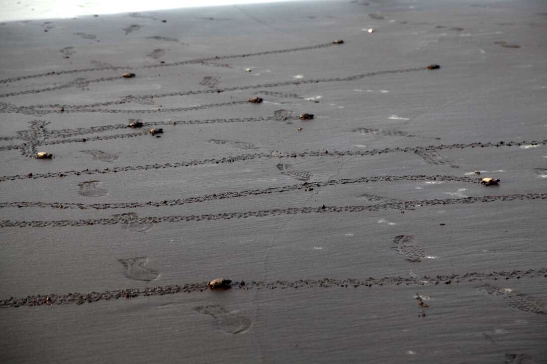 Olive ridley hatchlings crawl along the shore by the western Indian village of Guhagar after they were released from their protected hatchery by volunteers, in April.