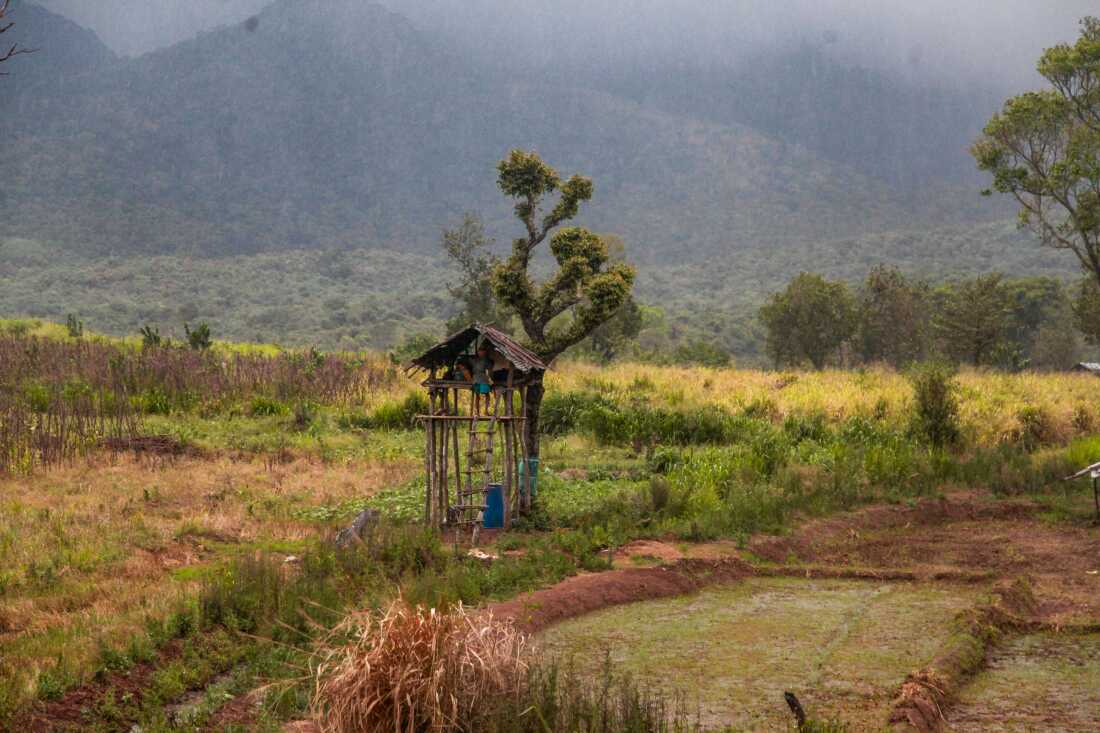 A treehouse perches over a field in the central Sri Lankan district of Matale, where elephant raids are a serious problem. These treehouses dot rural Sri Lanka, where farmers keep sentry overnight, to chase out elephants who typically raid crops at night. Conflict between farmers and elephants has grown increasingly deadly in Sri Lanka. Most of the island’s 7,400 elephants freely roam across the country — but governments have transformed traditional elephant grazing areas to farmlands. Elephants have both lost grazing grounds — and they’re attracted to crops. Farmers are being killed as they try protect their fields; elephants are being killed by gunshot, electrocution and by bombs concealed in food that shatter elephants’ mouths and cause them to die, painfully, of starvation.