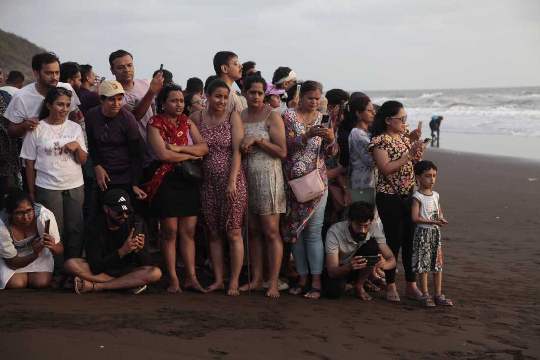 Tourists gather to watch Olive Ridley sea turtle hatchlings lurch into the waves on the seashore at the western Indian village of Velas. An eco-tourism project here, the Velas Turtle Festival, invites people to stay in residents homes, and watch hatchings enter into the sea. This is one of the many patchwork efforts to boost the numbers of threatened Olive Ridley turtles after conservationists feared their populations would collapse in earlier decades amid industrial-scale slaughter for meat and leather, egg poaching, coastal developments on their nesting sites and their entanglement in fishing nets. Image by Diaa Hadid. April 2025, Velas, India.