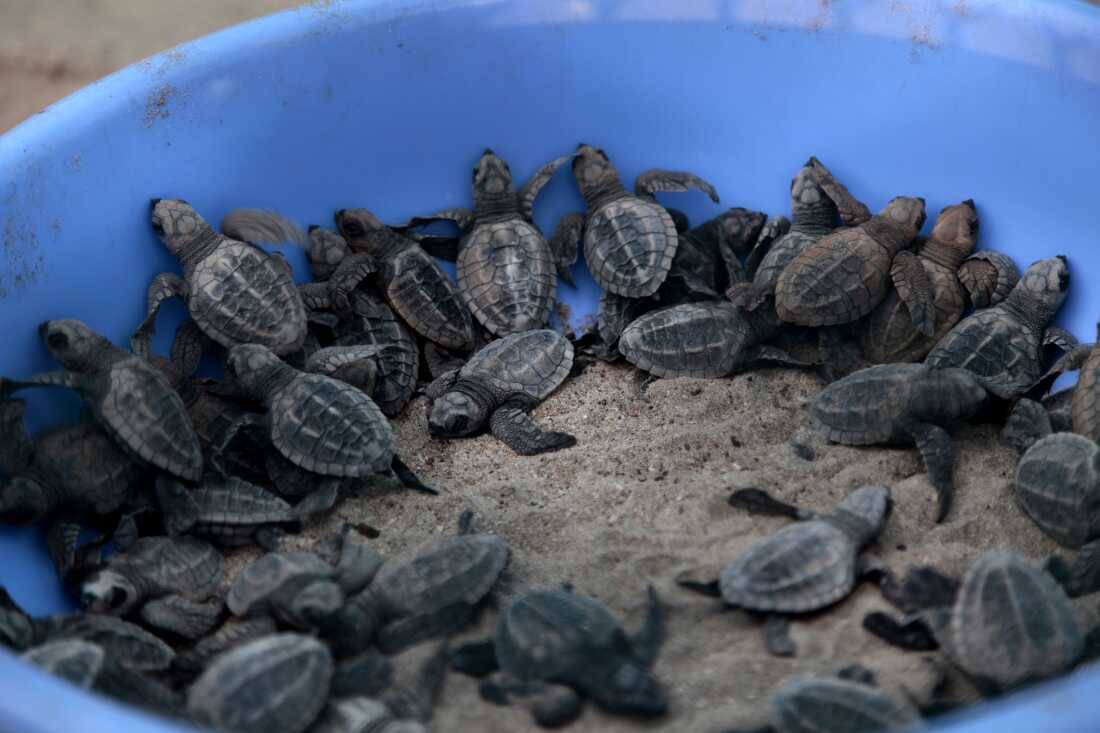 Olive ridley sea turtle hatchlings are placed in a bucket.
