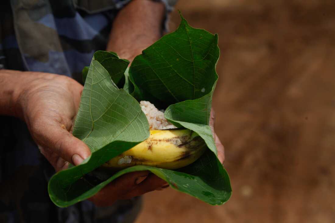 Gamini Disanaayake shows an offering he is making to the local demigod that is worshiped in these parts of central Sri Lanka, where elephant raids are a serious problem. Conflict between farmers and elephants has grown increasingly deadly in Sri Lanka. Most of the island’s 7,400 elephants freely roam across the country — but governments have transformed traditional elephant grazing areas to farmlands. Elephants have both lost grazing grounds — and they’re attracted to crops. Farmers are being killed as they try protect their fields; elephants are being killed by gunshot, electrocution and by bombs concealed in food that shatter elephants’ mouths and cause them to die, painfully, of starvation.