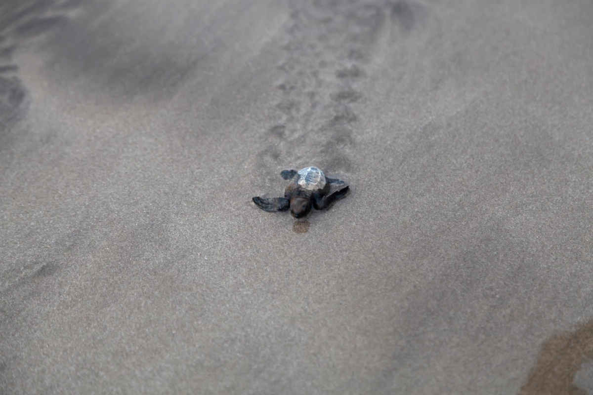 A sea turtle hatchling travels along the beach.