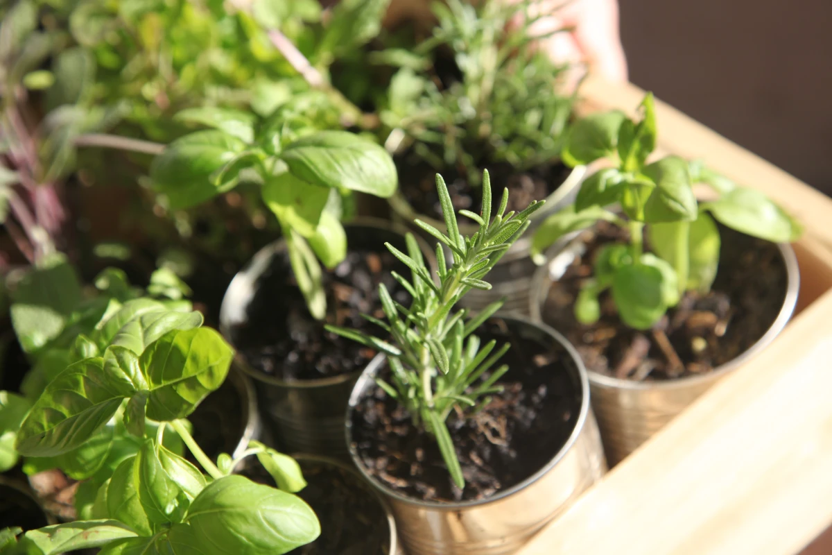 Almost anything can be a container for your garden, as long as it has a hole in the bottom to allow water to drain.