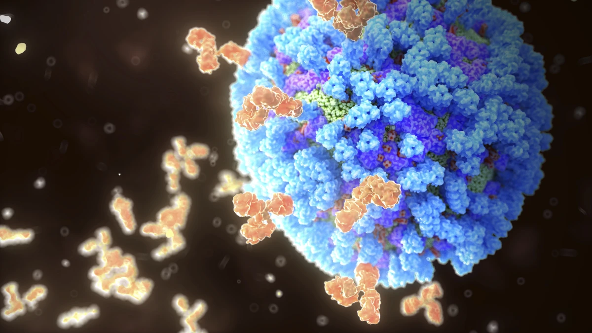 A universal vaccine against flu wouldn't have to be updated to match seasonal changes in circulating strains.