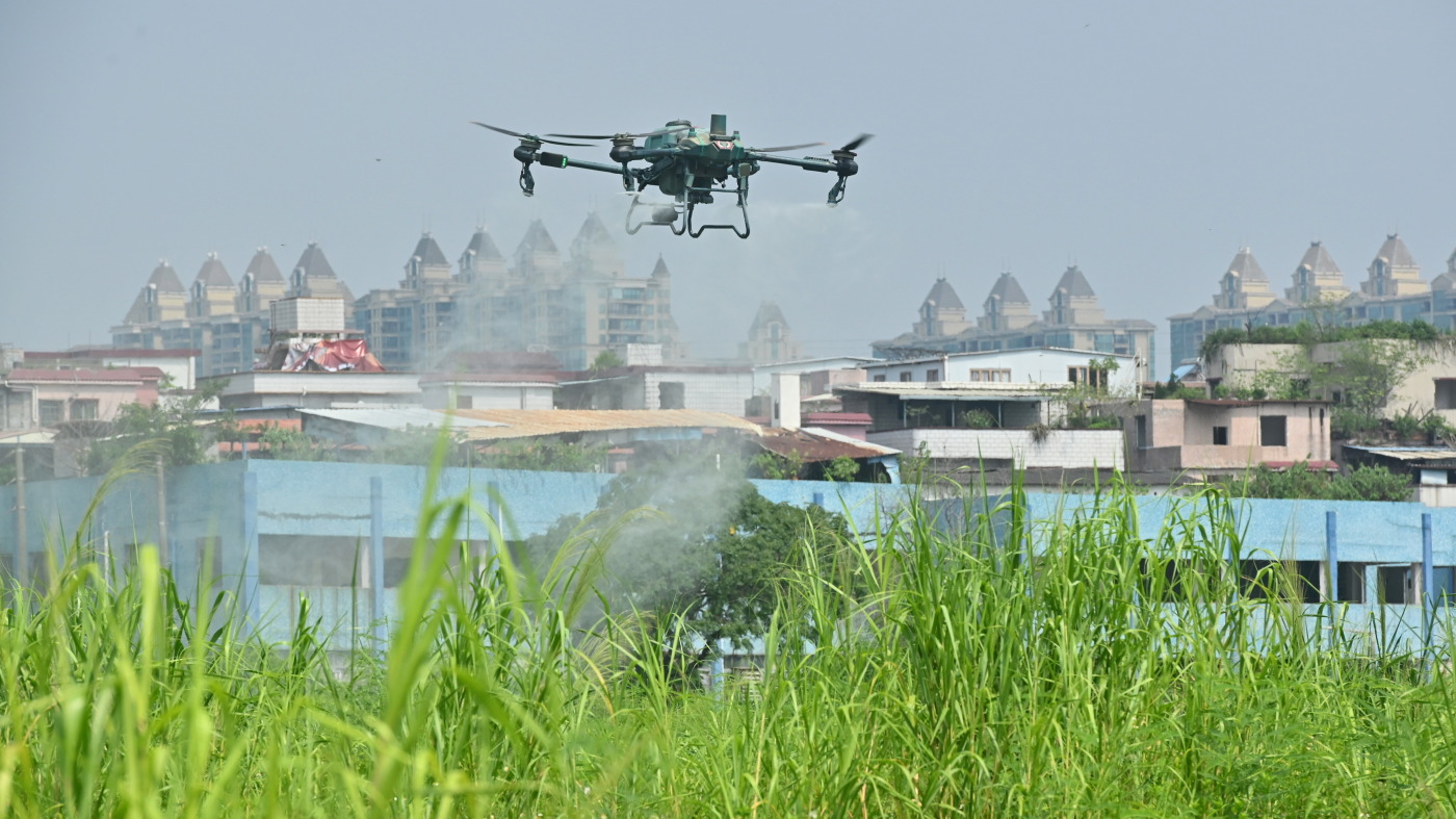 China has declared war on the chikungunya virus. How much of a threat is ...