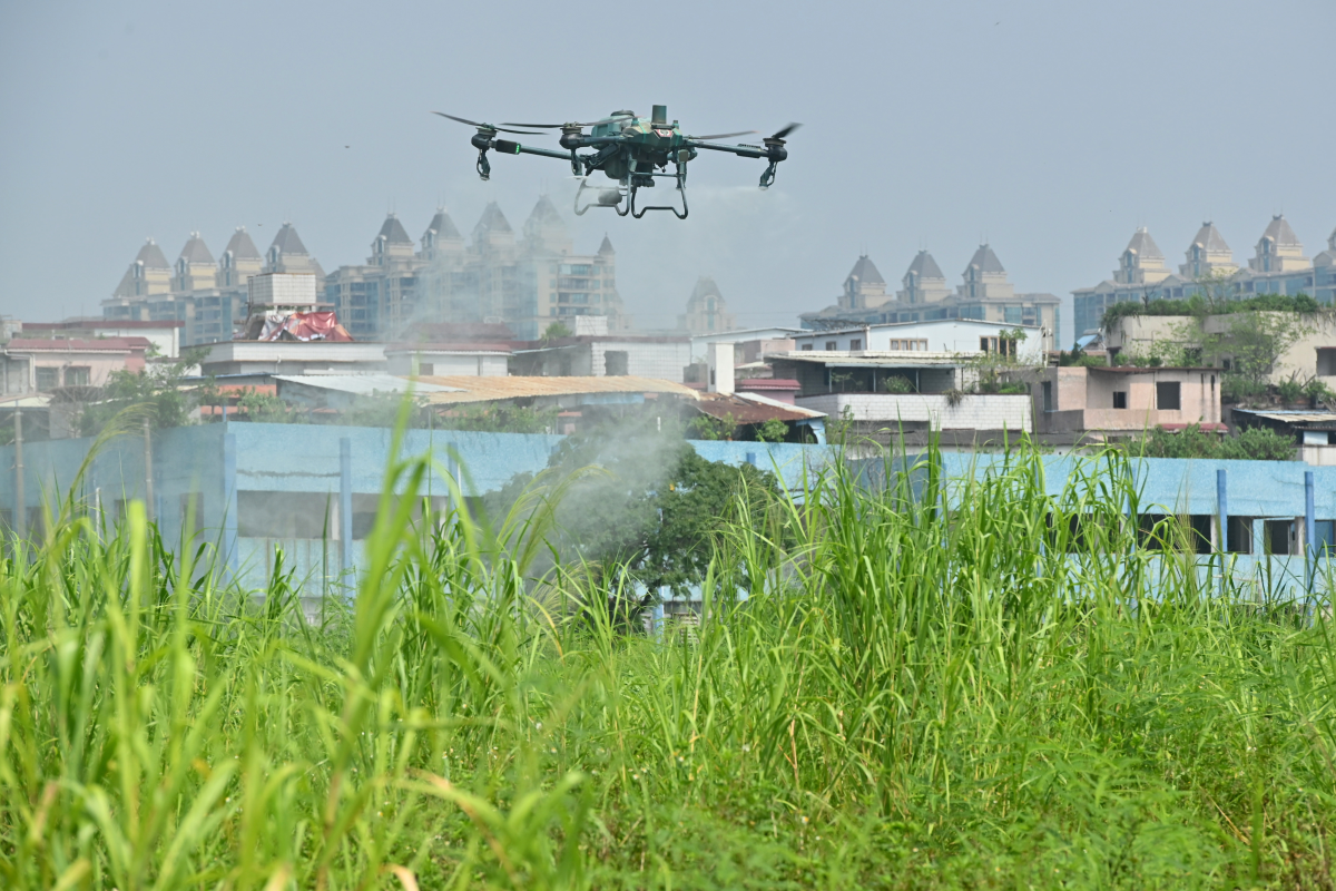 A drone sprays insecticide on August 1 in Guangzhou, Guangdong Province of China — part of the effort to curb an outbreak of Chikungunya fever, a mosquito-borne viral disease. Joint pain is a notable symptom.