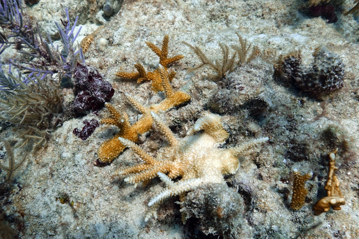 A partially bleached staghorn coral that was planted by scientists is visible, Aug. 4, 2023, on Paradise Reef, near Key Biscayne, Fla. Scientists from the University of Miami established a new restoration research site there to identify and better understand the heat tolerance of certain coral species during bleaching events.