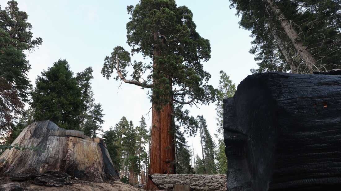 A giant sequoia tree, with a circumference of 70 feet, stands beyond the remnants of small trees along the Trail of 100 Giants on August 25, 2022 in Sequoia National Forest, California.