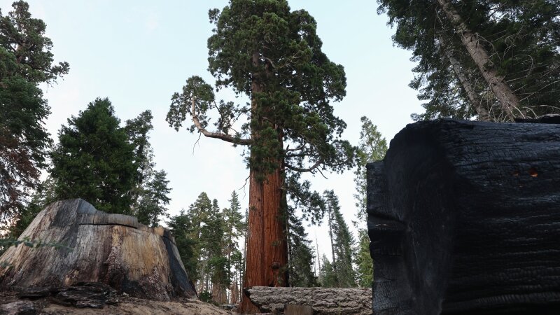 Image 34: A giant sequoia tree, with a circumference of 70 feet, stands beyond the remnants of small trees along the Trail of 100 Giants on August 25, 2022 in Sequoia National Forest, California.