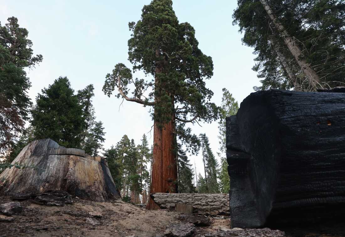 A giant sequoia tree, with a circumference of 70 feet, stands beyond the remnants of small trees along the Trail of 100 Giants on August 25, 2022 in Sequoia National Forest, California.