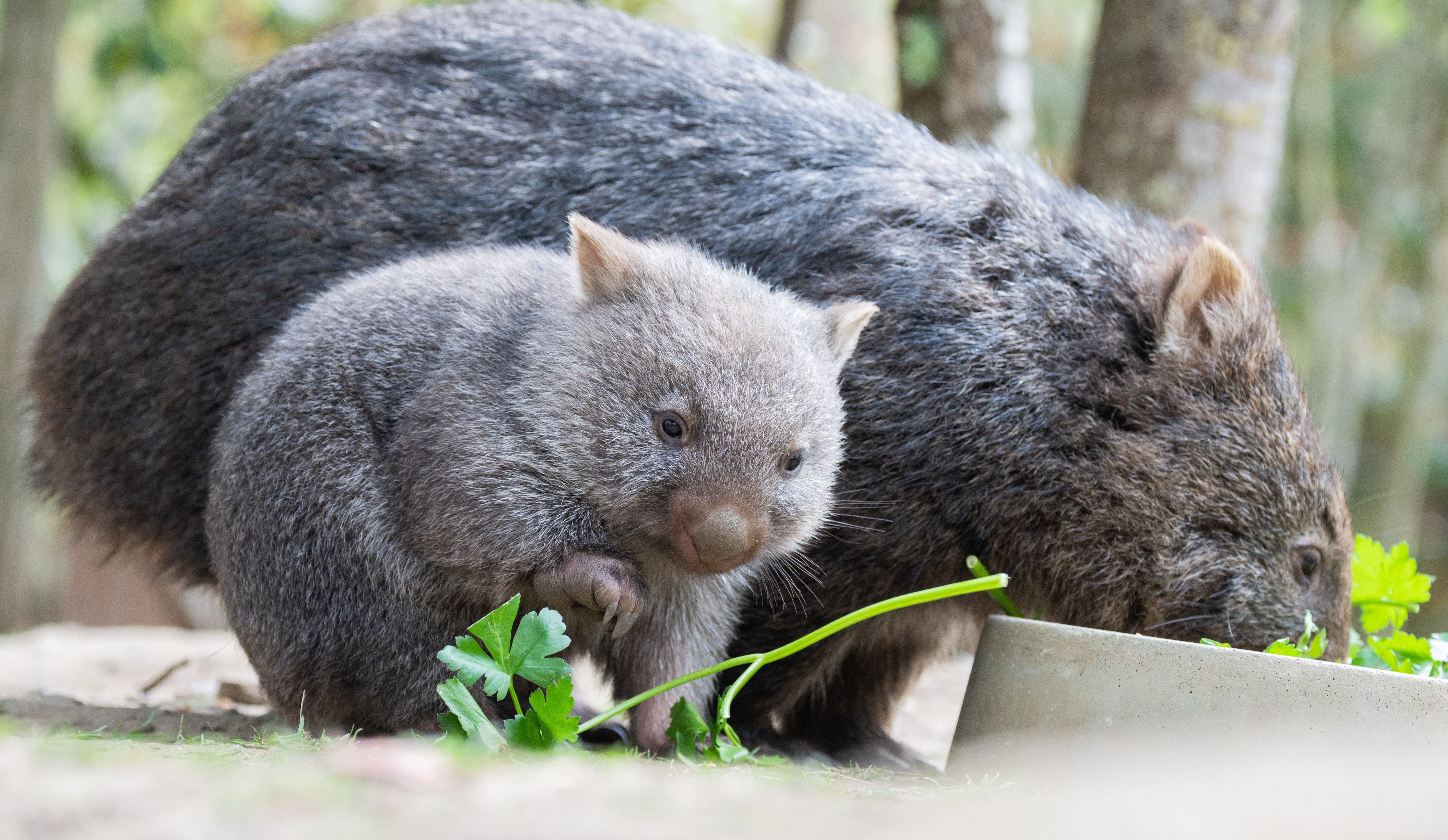 Wombats at the Hannover Zoo in Germany. Sam Jones, a self-described outdoor enthusiast with a large social media following, was widely criticized in Australia after briefly yanking a wombat joey away from its mother in the night.