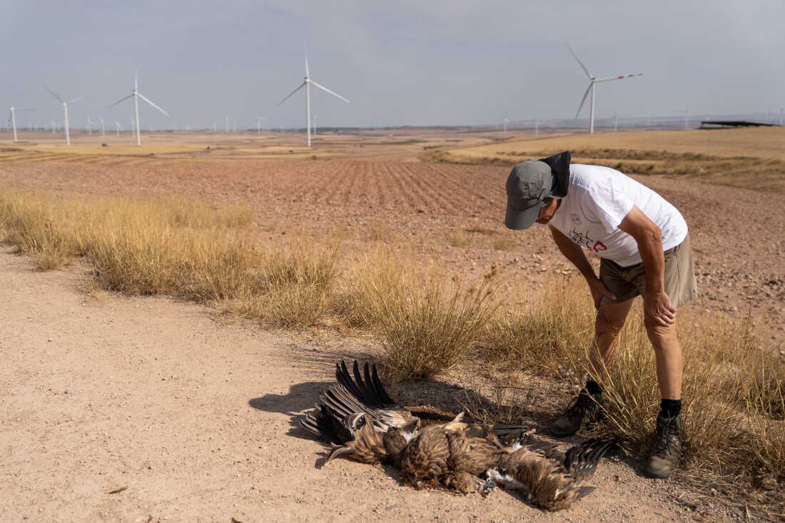 RUEDA DE JALÓN, SPAIN - SEPTEMBER 27, 2026 Ornithologist José Antonio Pinzolas looks at a dead vulture, killed by a wind turbine, in Rueda de Jalón, Spain on September 27, 2026. The Spanish region of Aragon is seeing a huge surge in data center construction, solar panel farms, and wind turbines which has alarmed many local residents with the high energy use, noise pollution, danger to wildlife, and heat generation they are known for. Ornithologists and Natural Resouce agents with the Aragon government are concerned about the lethal impact that the giant windmills have on the fragile bird popluation, including raptors and vultures, in the area. Pinzolas says that the wind turbines have been placed haphazardly around the countryside with no regard for migratory bird patterns. (Photo by Michael Robinson Chávez for National Public Radio)