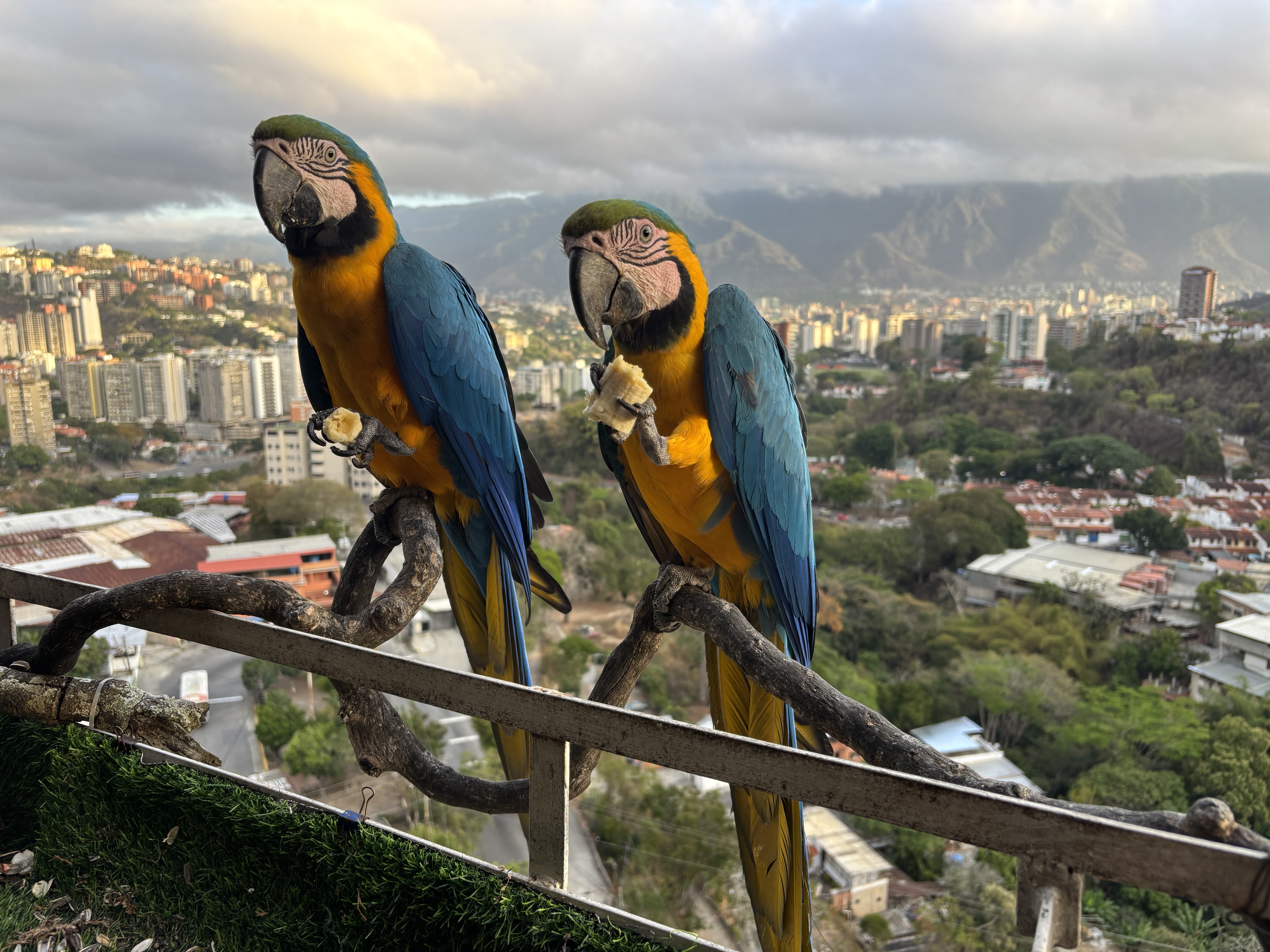 Caracas' iconic macaws threatened by vanishing palm trees