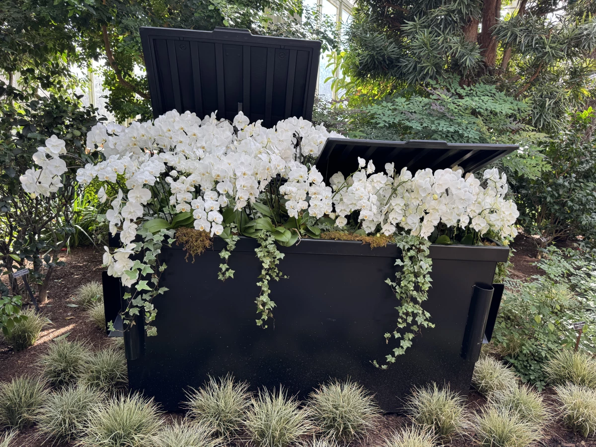 This dumpster is filled, not with trash, but with white moth orchids and English ivy.