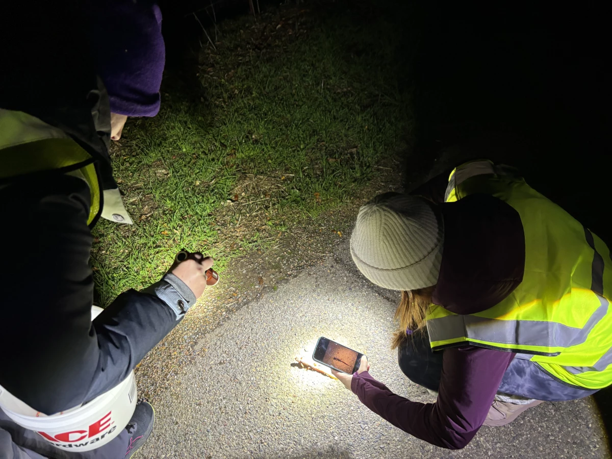 Lauren Cole and Kiley Dell'Amico document a newt crossing the road.