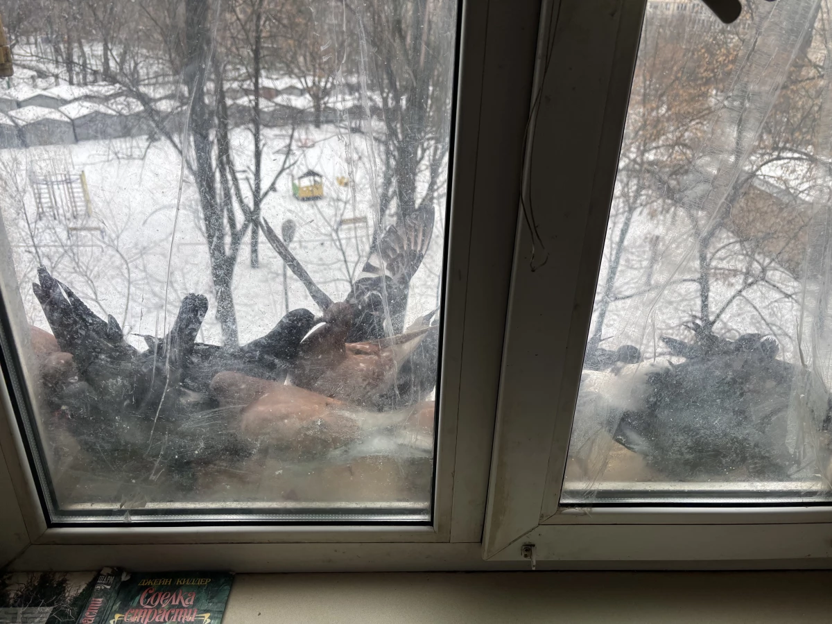Pigeons gather on Thomashevska's windowsill, where she feeds them.