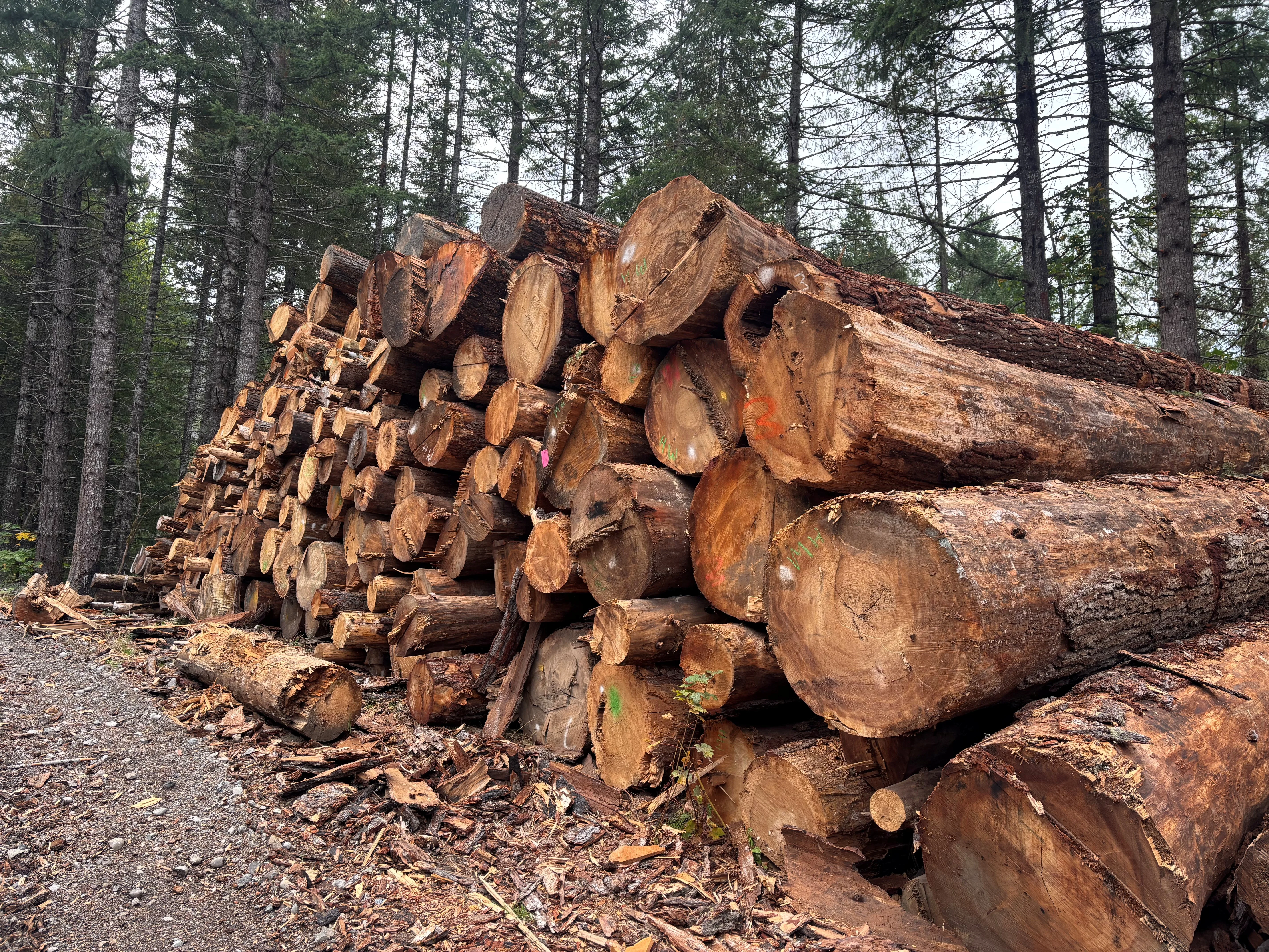 Loggers say Roadless Rule repeal won't solve their biggest challenges