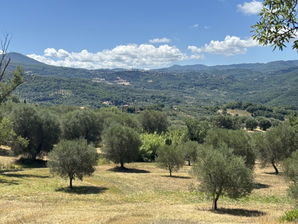 Some of Olio Piro's olive tree groves in southern Tuscany.