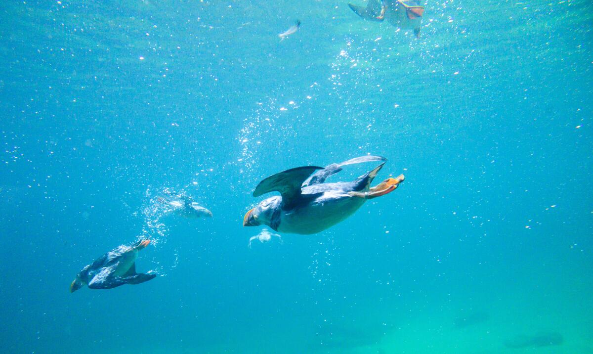 The engineers studied the way puffins dive, swim and fly, and move between air and water.