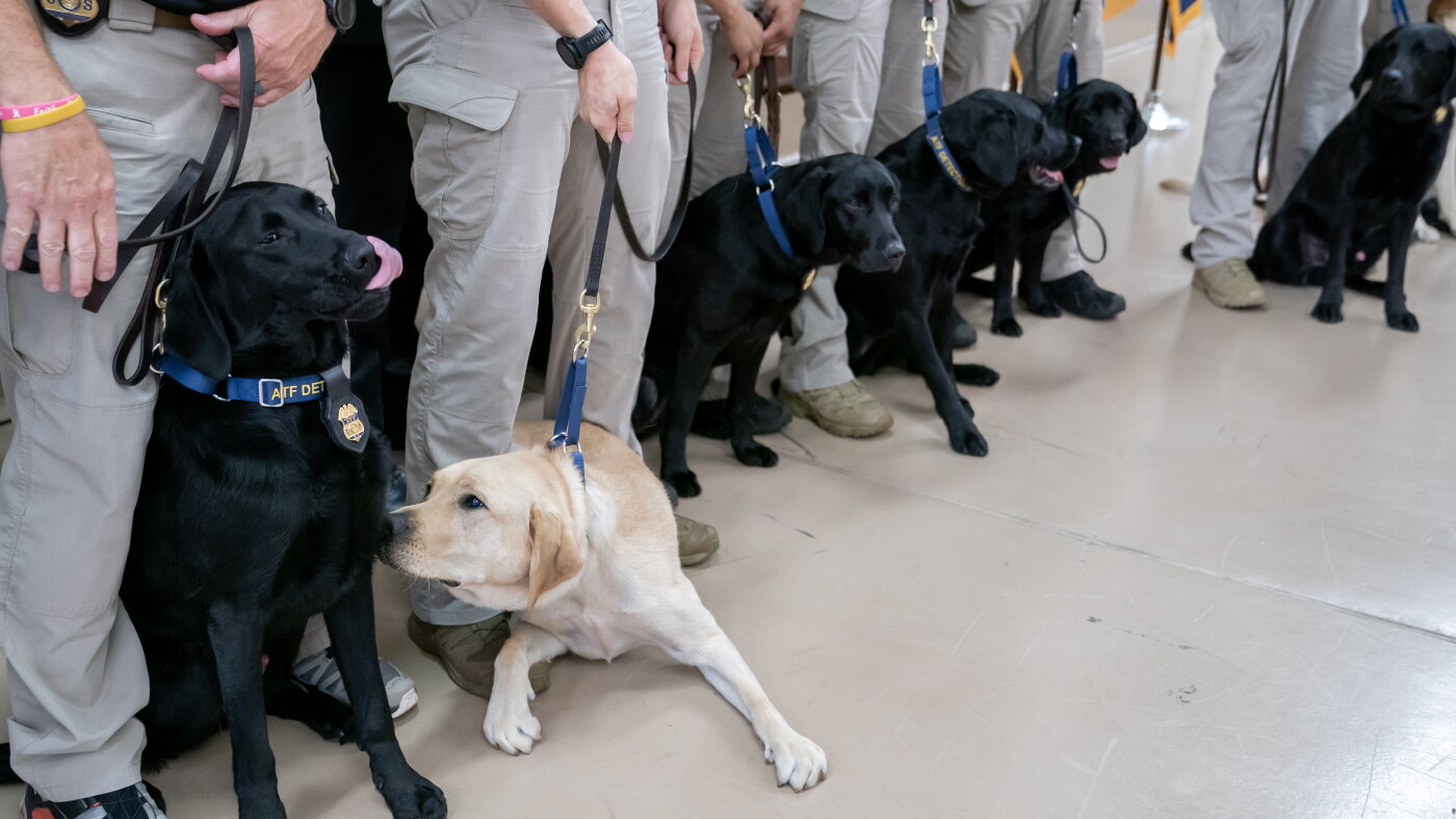 These best boys and girls just graduated from the ATF's National Canine ...