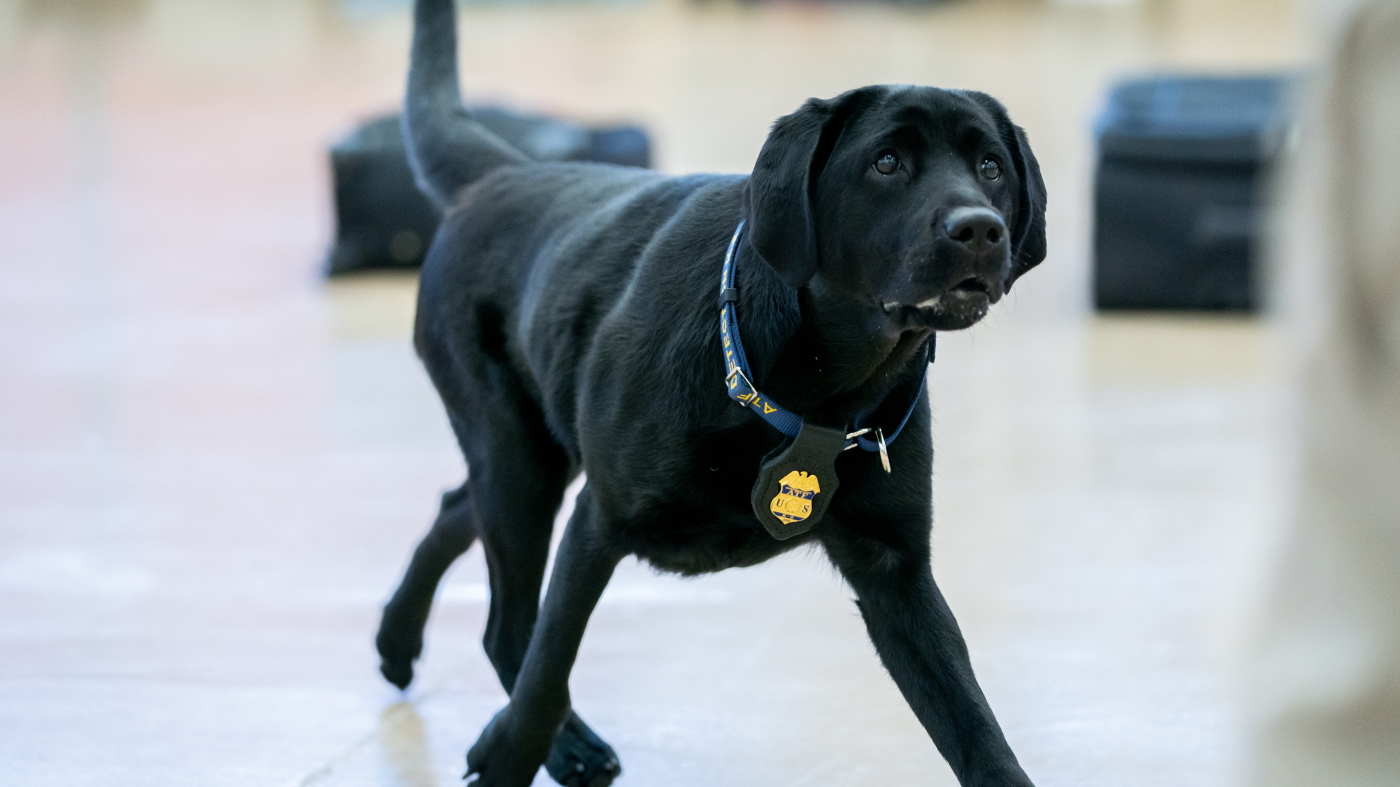 These best boys and girls just graduated from the ATF's National Canine ...
