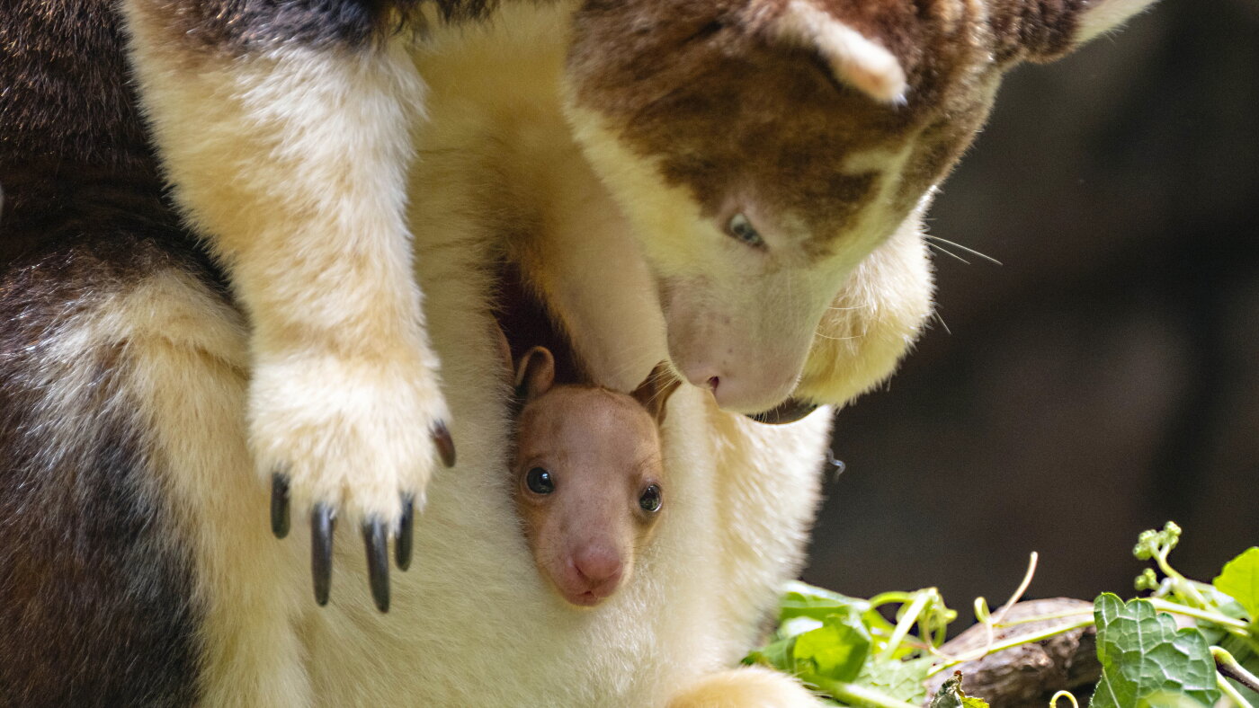 Baby tree kangaroo makes public debut at the Bronx Zoo : NPR