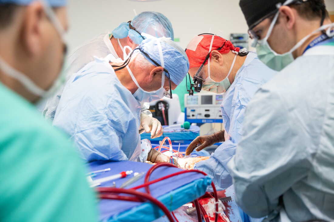 Restoring circulation after death preserves organs for transplant ...