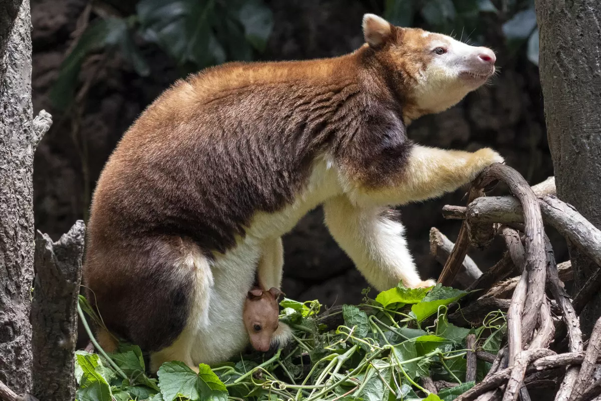Peekaboo! A baby tree kangaroo debuts at the Bronx Zoo | NPR \u0026 Houston  Public Media, image size:1200x800