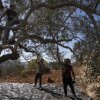 Palestinian farmers pick olives in a grove in the West Bank village of Al Mazra As-Sharqiya on Oct. 27, 2025. Maya Levin for NPR