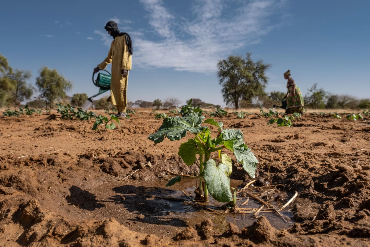 Farmers at work on a farm outside Widou Thiengoly, Senegal, that was supposed to benefit from the Great Green Wall. The farm initially failed but was revived with funding from a Morocaan phosphate mining company.