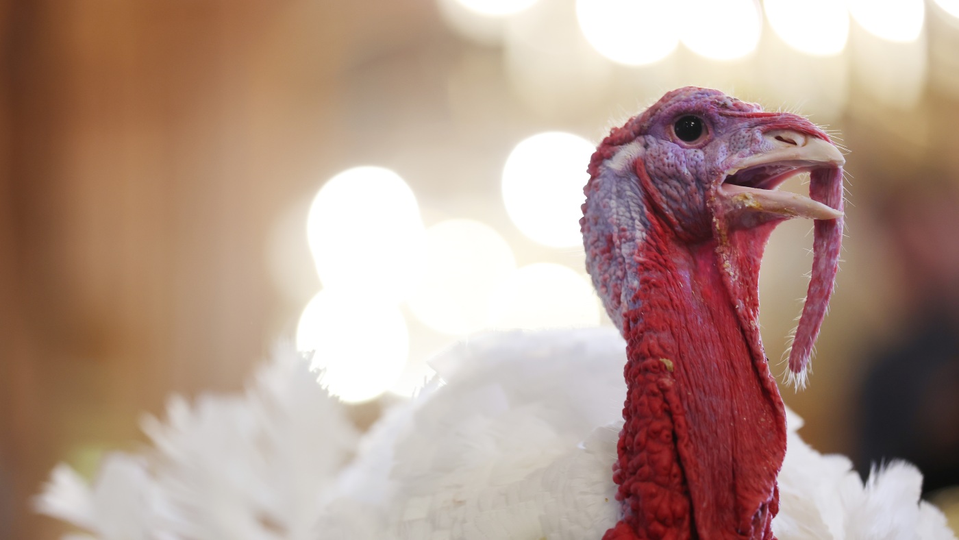 How the turkey trotted its way onto our Thanksgiving tables and into our lexicon