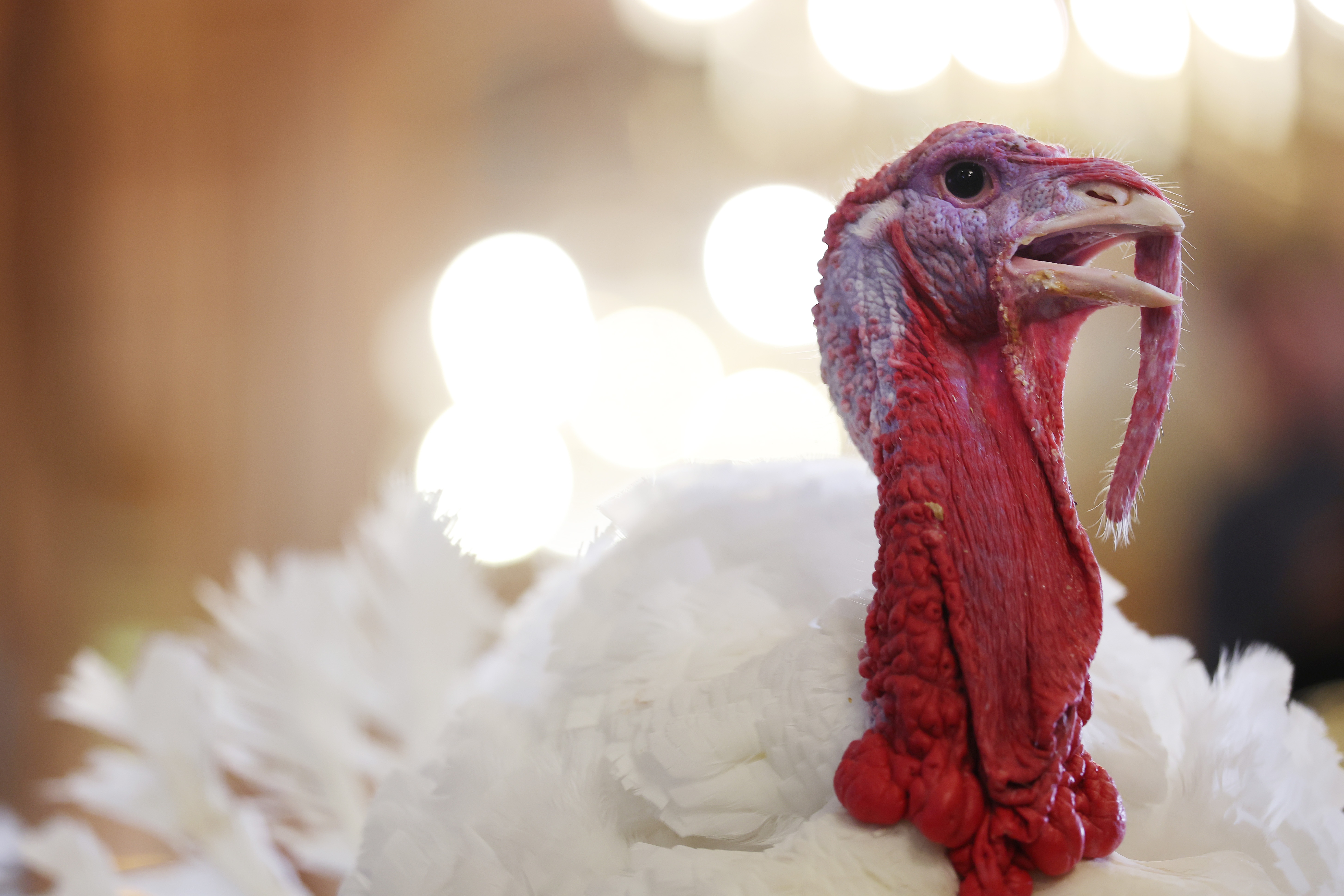 How the turkey trotted its way onto our Thanksgiving tables — and into our lexicon How the turkey trotted its way onto our Thanksgiving tables — and into our lexicon
