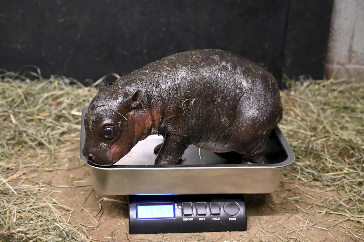 This photo provided by the Metro Richmond Zoo shows a baby pygmy hippo during a vet exam on Dec. 14, 2024, in Moseley, Va.