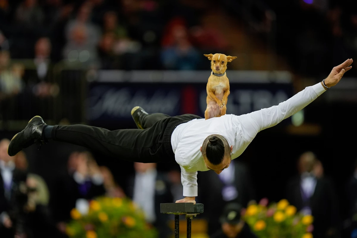 Christian Stoinev performs with his chihuahua, Scooby, stands on his back during the dog show.
