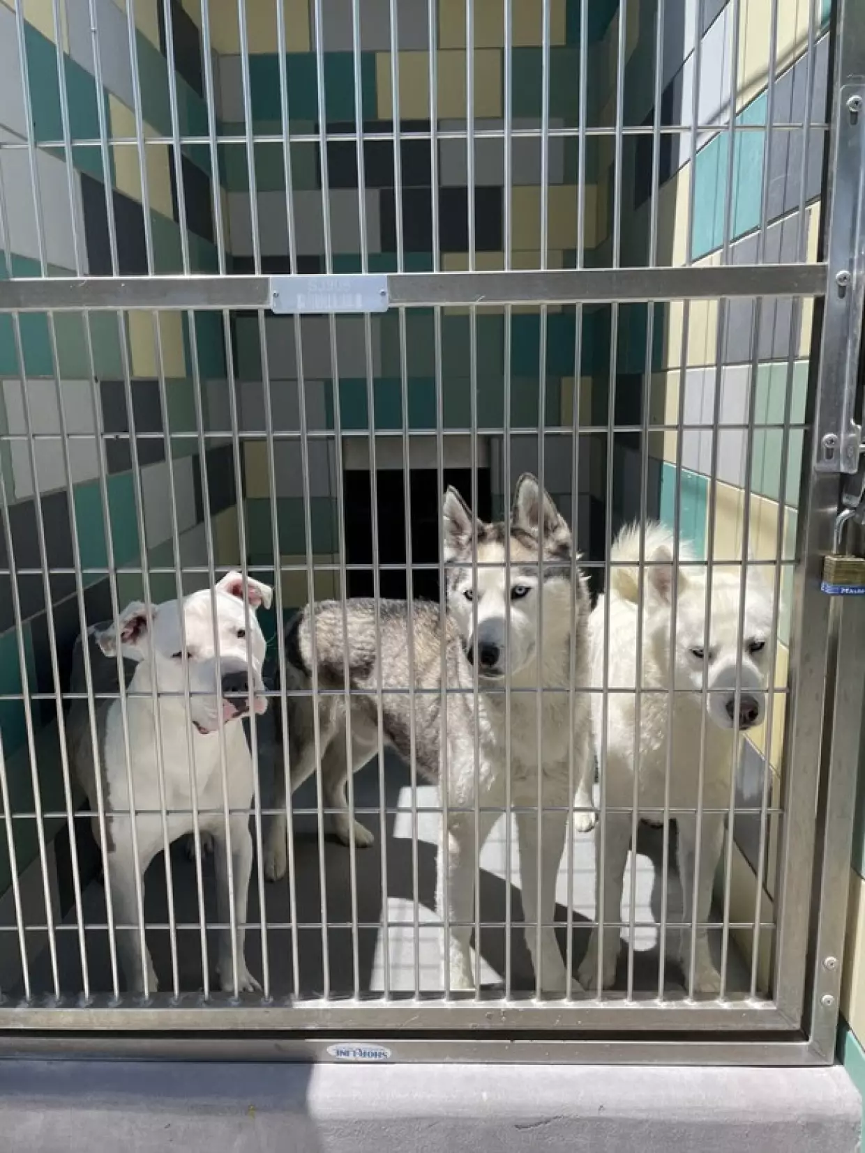Riverside County animal shelters seeking fosters, waiving adoption fees