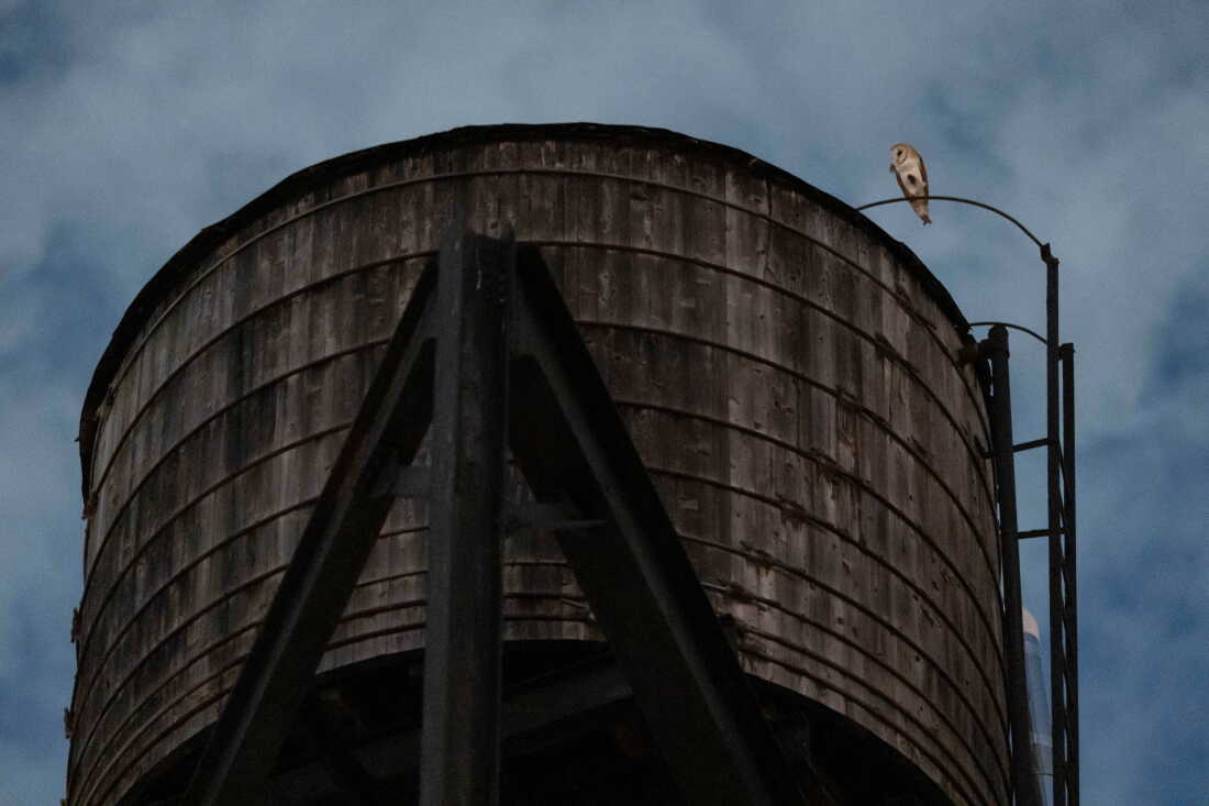 An American Barn Owl sits perched on a water tower on the Upper West Side neighborhood, Wednesday, Oct. 14, 2026, in New York.