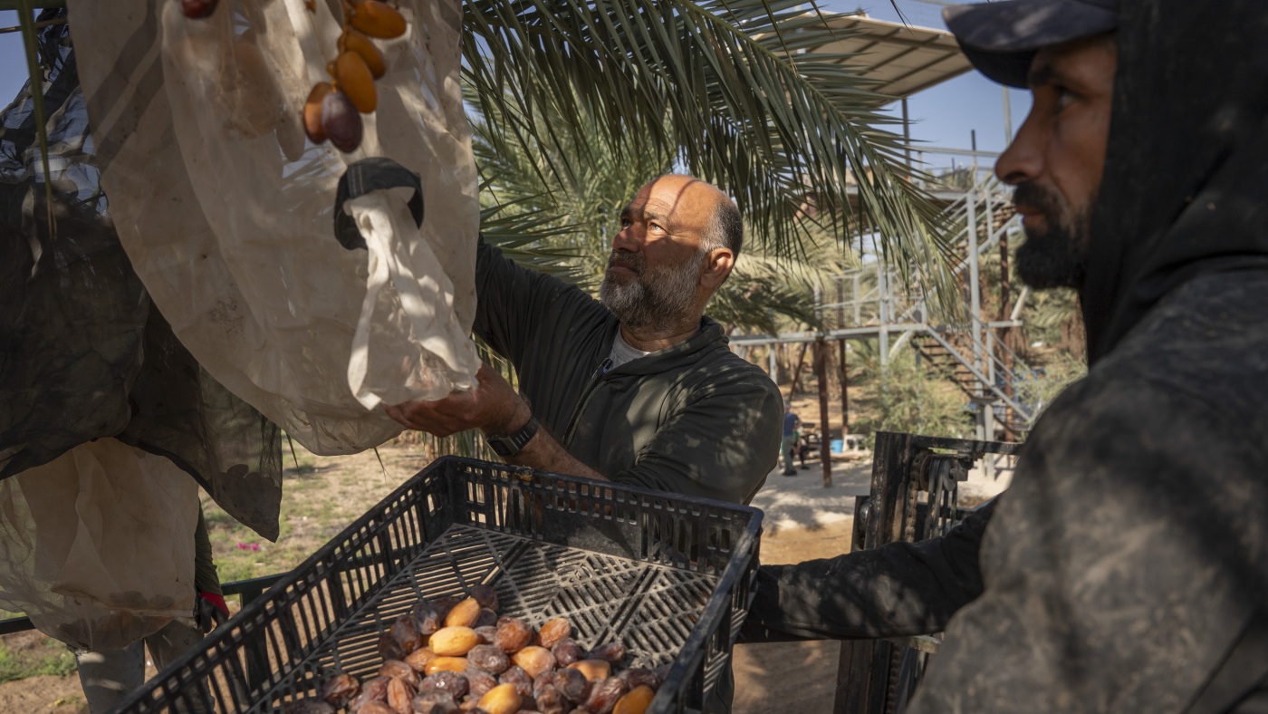 Israeli settlers are attacking Palestinian olive farmers during harvest : State of the World from NPR : NPR