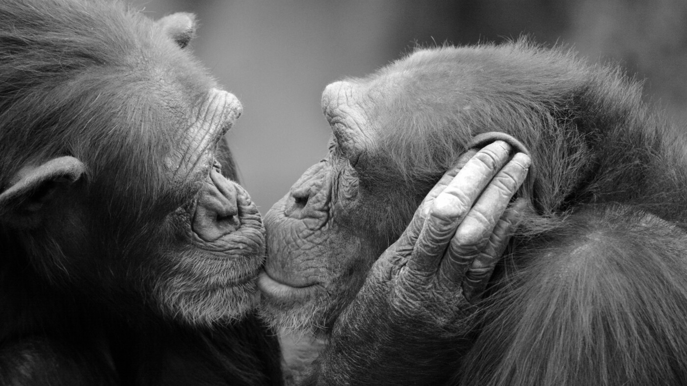 Unraveling the Mystery of Kissing: 21 Million Years of Evolutionary Secrets Revealed! Unraveling the Mystery of Kissing: 21 Million Years of Evolutionary Secrets Revealed!