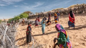 Women install a series of barricades to fix the shifting dunes that threaten to swamp their local oasis oiutside the village of KaouChad. The oasis provides their only source of farmlandbut oases in the region have been shrinking steadilyelders sayin the face of hotter temperatures and stronger winds. The dune fixing is part of a broader intervention by SOS Sahel to support farming in the oasis as part of its contributiuon to the Great Green Wall Initiative.