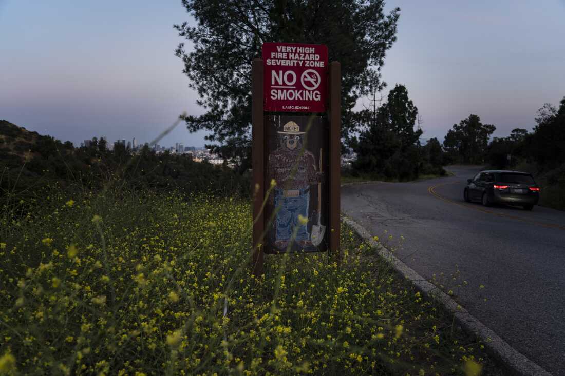 Wild mustard flowers bloom around a Smokey Bear sign in Griffith Park in Los Angeles, Thursday, June 8, 2023.