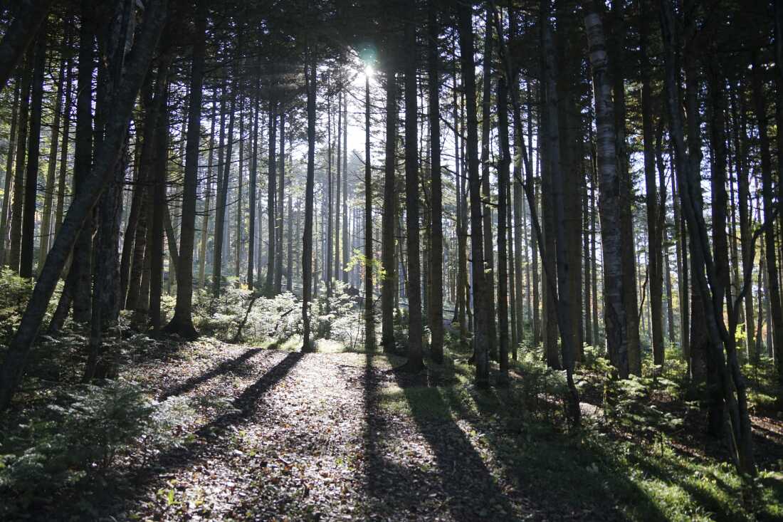 The morning sun shines through a forest outside Yuzhno-Sakhalinsk on Sakhalin Island in Russia's Far East, Friday, Sept. 3, 2021.