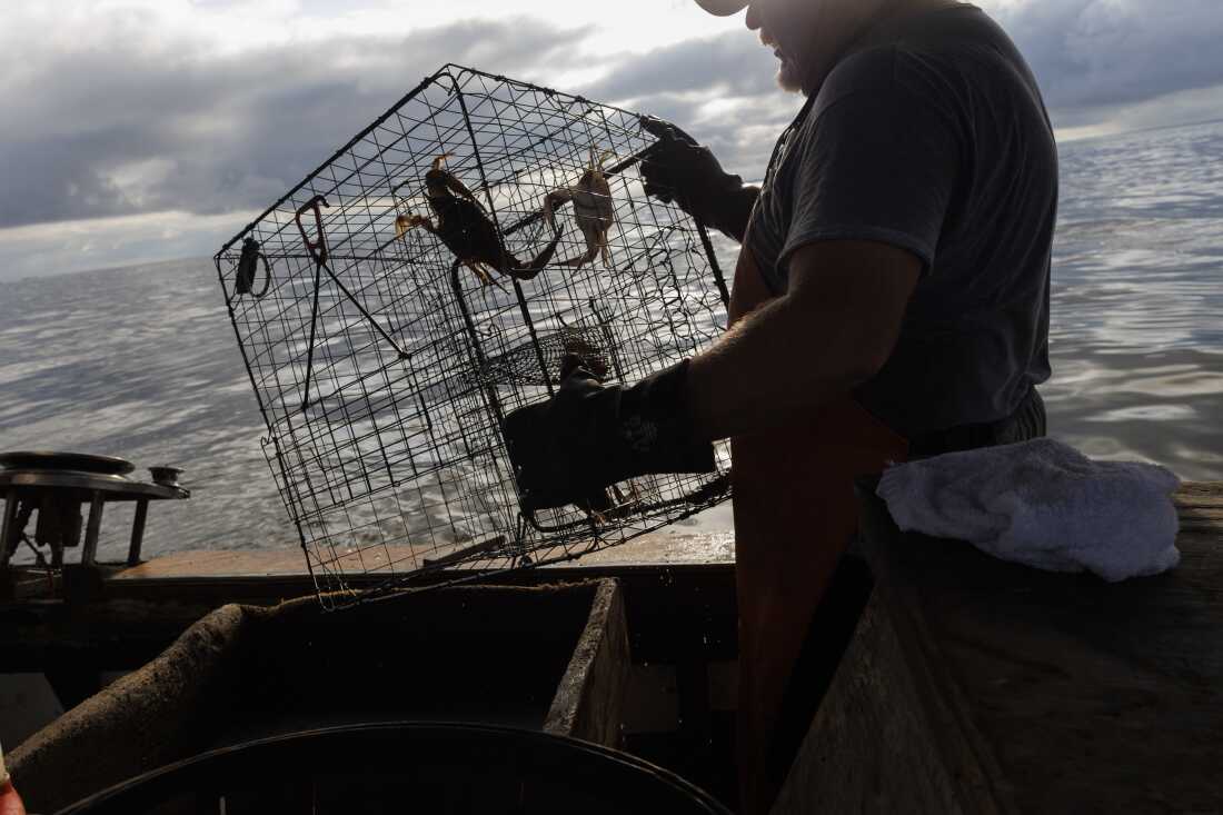 Dave Dosser pulls in a crab pot from the Chesapeake Bay on Saturday, June 14, 2025, near Shady Side, MD. (KT Kanazawich for NPR)