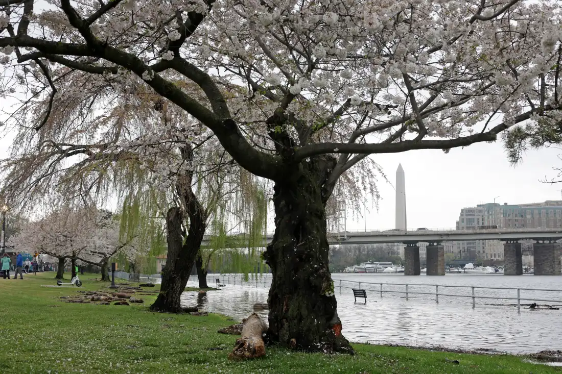 East Potomac Park is a fan-favorite spot for locals and tourists alike to enjoy the cherry blossoms each spring.
