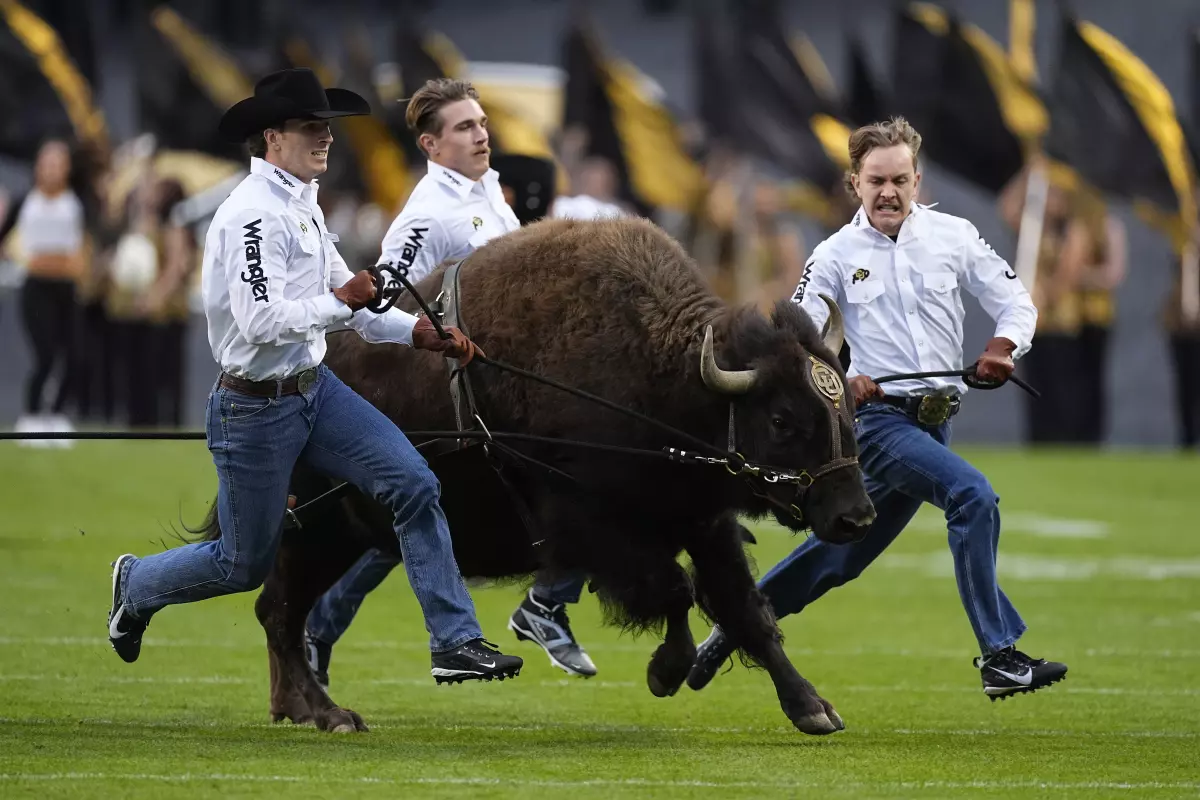 Handlers guide Colorado mascot Ralphie VI during a ceremonial run during a football game on Sept. 21, 2024, in Boulder, Colo. Ralphie VI is retiring after four years of service due to her 'indifference to running.'