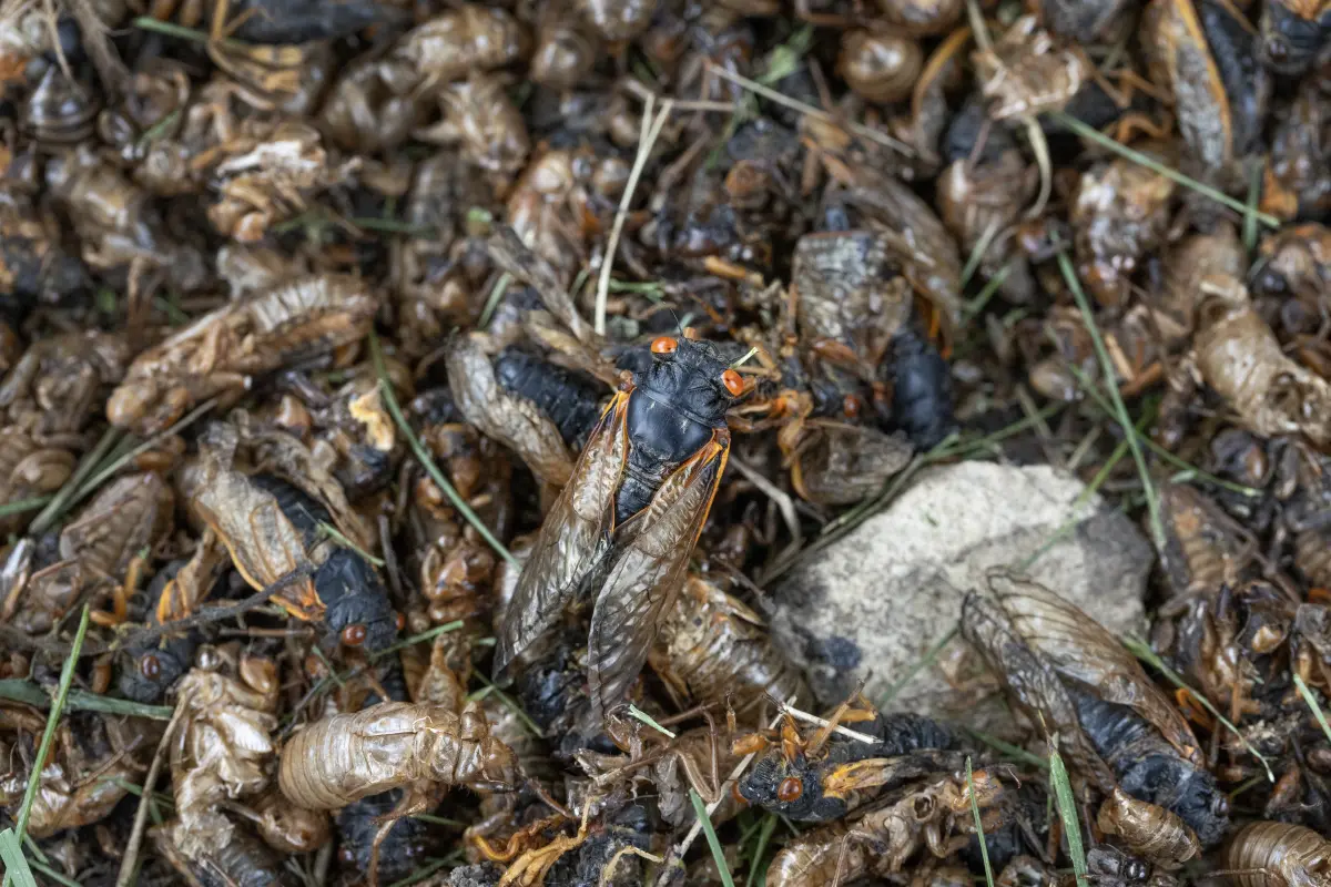 6000 Insects Insect populations drop even without direct human interference, a new ...