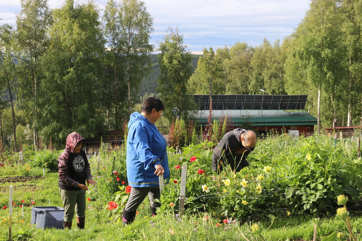 Cousins Viva Johnson (left) and Bernadette Pete harvest celery with instructor Leonardo Sugteng’aq Wassilie at Calypso Farm and Ecology Center, just outside Fairbanks, Alaska. Johnson and Pete can’t always get fresh produce in their village of Alakanuk, near the Bering Sea. In August, they participated in an Indigenous-led farmer training program at the farm.